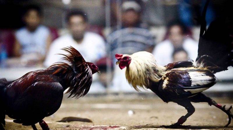 Gà Cuban Là Gì? Hé Lộ Những Dòng Gà Cuban Nổi Bật 2 Đặc điểm nhận dạng của dòng gà Cuban: Không phải con nào cũng là "chuẩn Cuban"