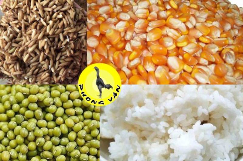 Kỹ Thuật Chăm Gà Đá Thomo Bách Chiến Bách Thắng 2 Dinh dưỡng bài bản – Nền móng của một chiến kê thiện chiến