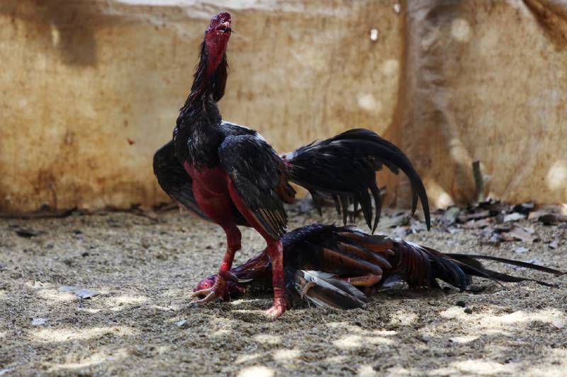 Gà Cuban Là Gì? Hé Lộ Những Dòng Gà Cuban Nổi Bật 5 Gà Cuban có phù hợp cho người mới chơi?