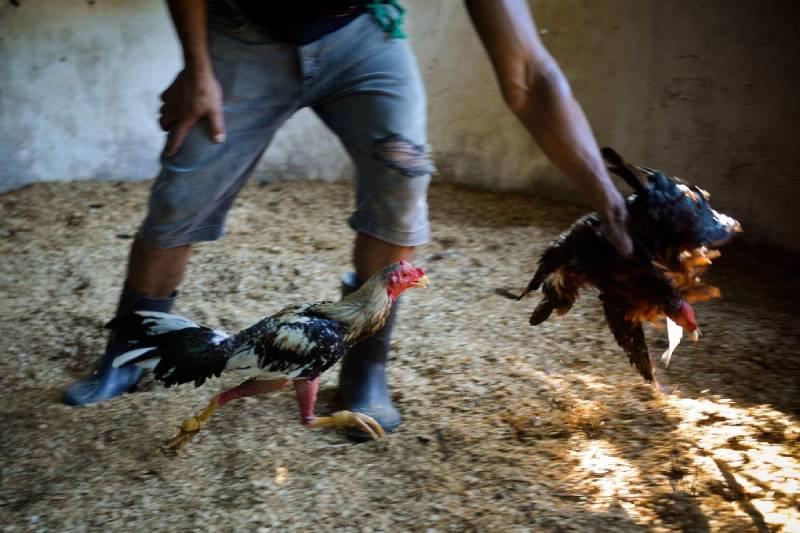 Gà Cuban Là Gì? Hé Lộ Những Dòng Gà Cuban Nổi Bật 3 Gà Cuban đá hay không? Câu trả lời nằm ở “chất” chứ không nằm ở “tên gọi”
