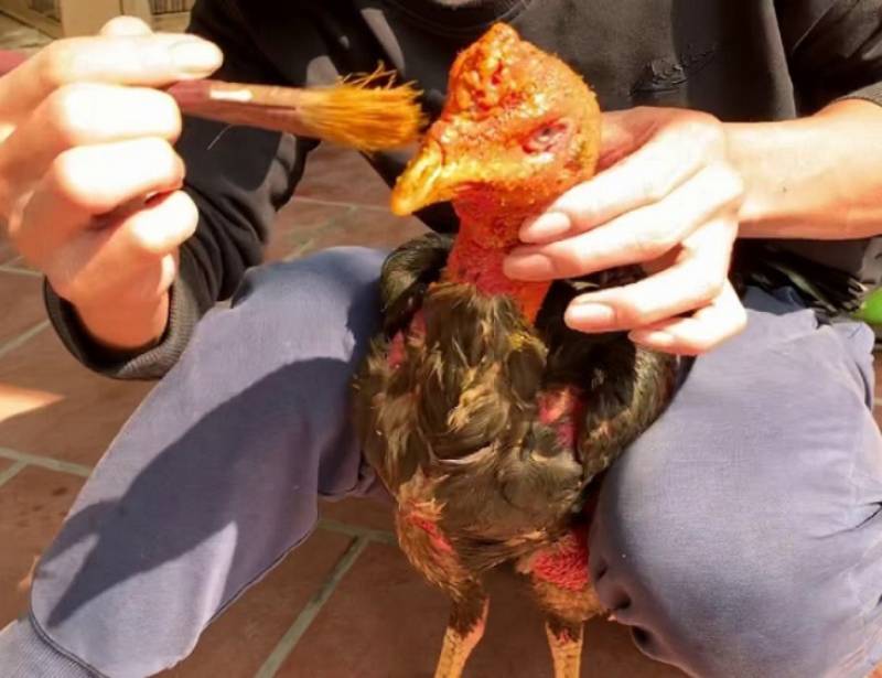 Kỹ Thuật Chăm Gà Đá Thomo Bách Chiến Bách Thắng 4 Kỹ thuật om bóp – Bí quyết giữ chân gà luôn chắc khỏe