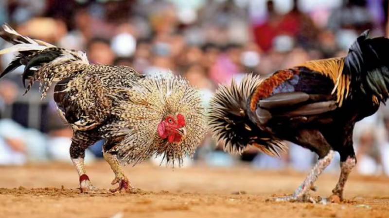 Luật Chơi Đá Gà Campuchia - Hiểu Rõ Để Không “Chơi Lầm” 2 Luật chơi đá gà Campuchia có gì đặc biệt?